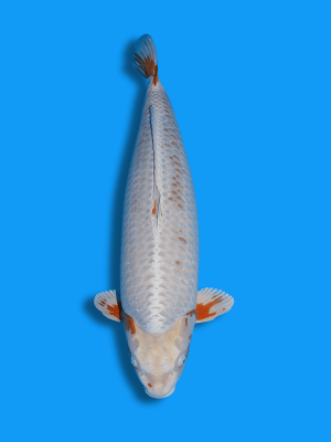 Kogane Ochiba | Koi&Co.